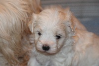 CHIOT