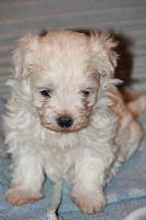 CHIOT