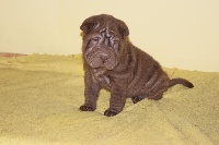 CHIOT
