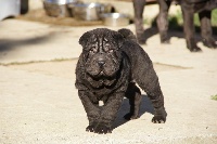 CHIOT