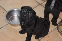 CHIOT