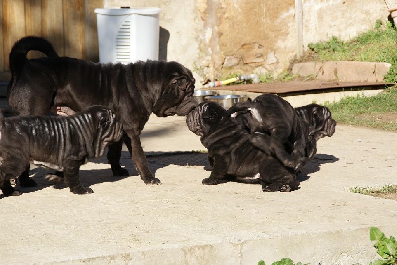Des Dragons De Bronze - Shar Pei - Portée née le 25/10/2010